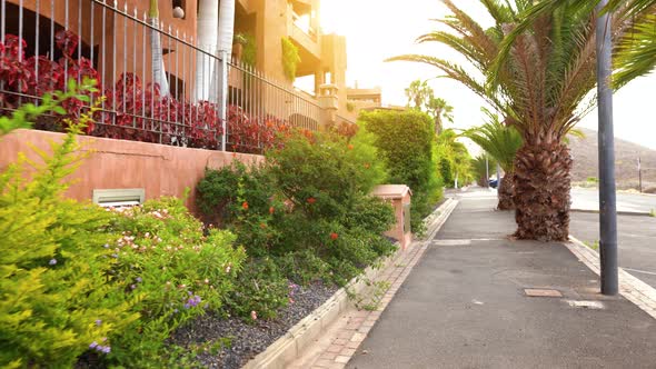 Camera Movement Through the Tropical Palm Alley at Sunset