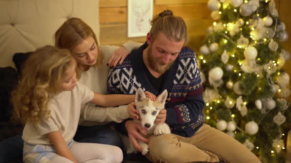 Lovely Family Three Person and Little Husky Dog Celebrating New Year Eve at Their Beautiful Cozy