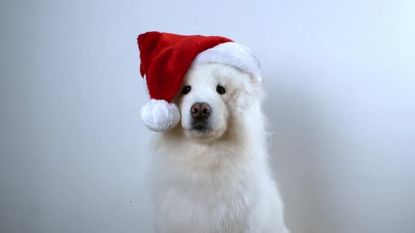 White Samoyed dog preparing for the Christmas holidays and the new year.