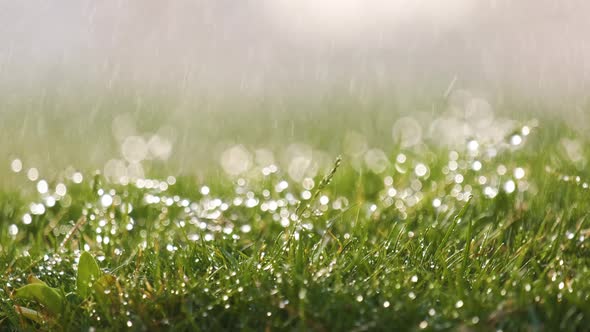 Closeup of rain droplets falling down on green grass in summer.