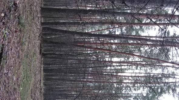 Vertical Video of Trees in a Pine Forest Slow Motion