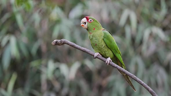 Close up shot of tropical green Mitred Parakeet eating food in nature of Andes