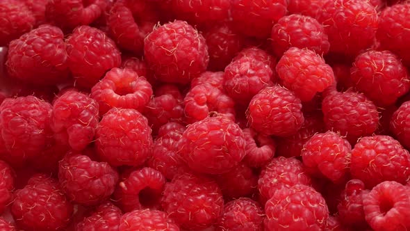 Lots of Red Ripe Raspberries