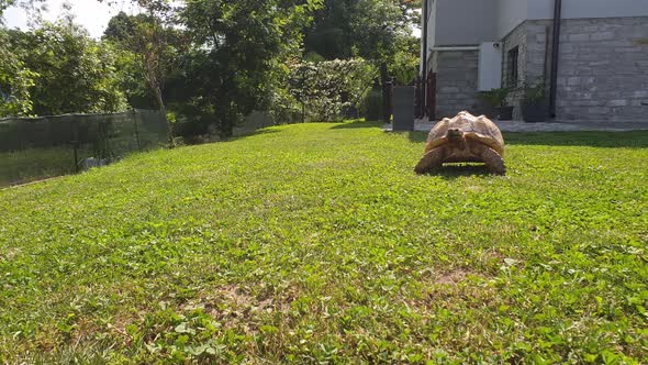 Big Sulcata geochelone turtleing toward camera