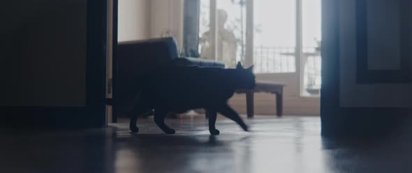 Black cat walking through the frame with light windows in the background