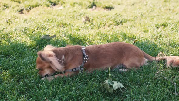 Adorable Funny Longhair Dog Chihuahua Playing with a Stick in Park 