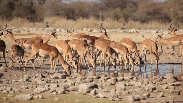 Impala Antelopes At Waterhole - Etosha