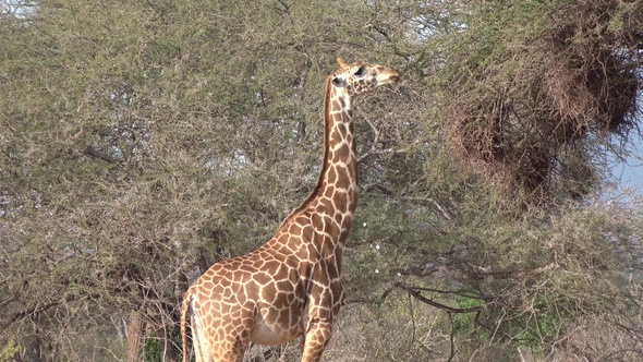 Giraffes. A family of giraffes walks on the savannah and eat tree leaves.