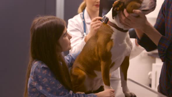 Vet examining the dog