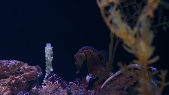 Seahorse Amidst Corals in Aquarium. Closeup Yellow Seahorse Swimming Near Wonderful Corals in Clean