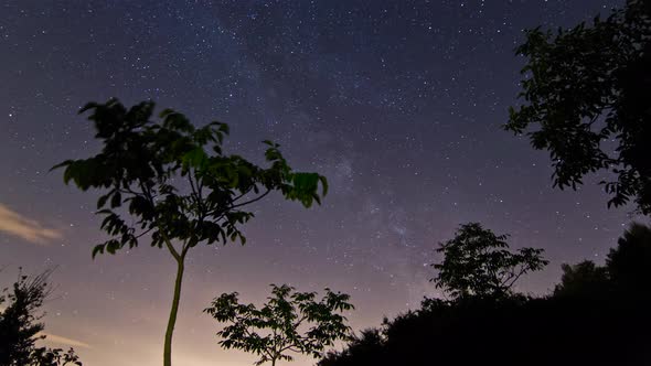 Timelapse of the Milky Way behind trees and bushes in the wild