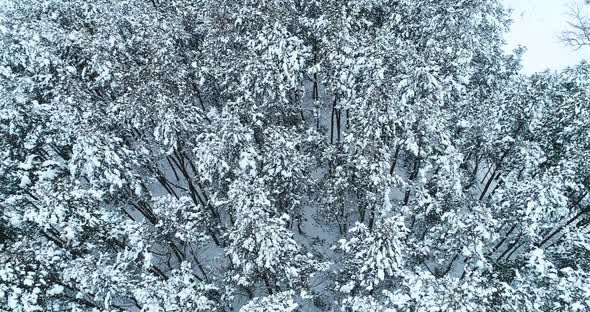 Aerial Video Flying Over Trees in Winter Time