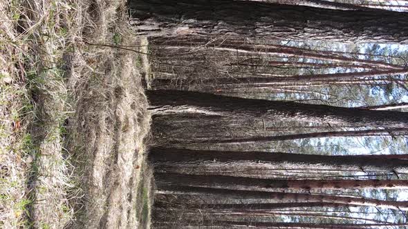 Vertical Video of Trees in a Pine Forest Slow Motion