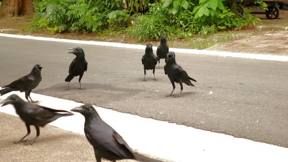 Crows on the Road