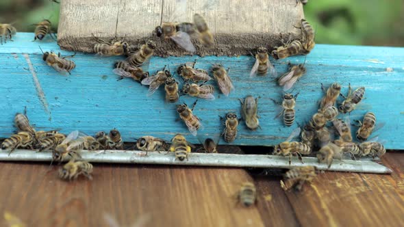 Bee honeycomb, Plank with honeycomb from the hive. Honey bee. Honey bees on the home apiary