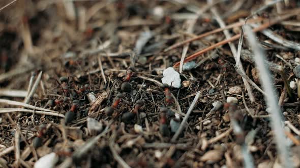 Anthill in the Forest