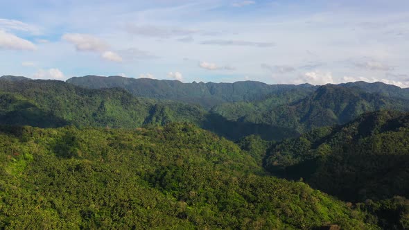 Evergreen Forest on a Tropical Island