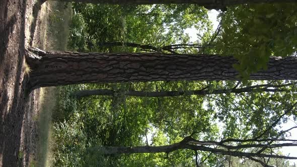Vertical Video of a Forest with Trees