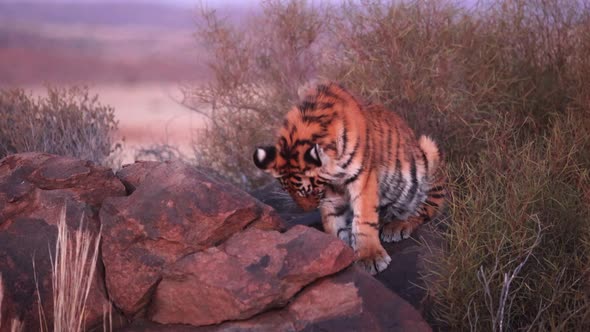 Adorable fuzzy juvenile Bengal Tiger sits in evening light on a rock