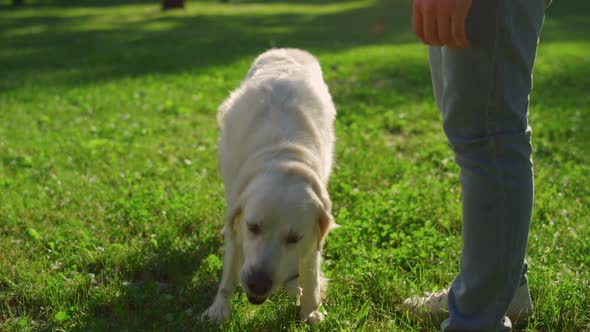 Adorable Golden Retriever Eat Food Snacks