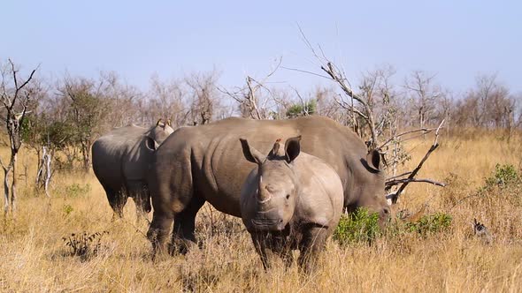 Southern white rhinoceros in Kruger National park, South Africa