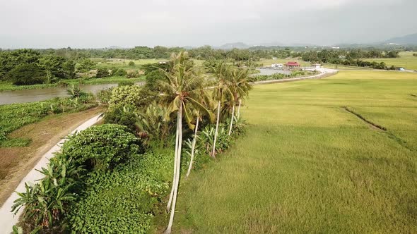 Aerial row of coconut trees in green paddy field at Kampung Terus