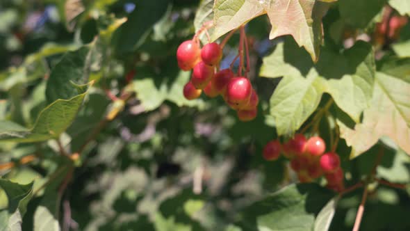 Red Viburnum Branch in the Garden