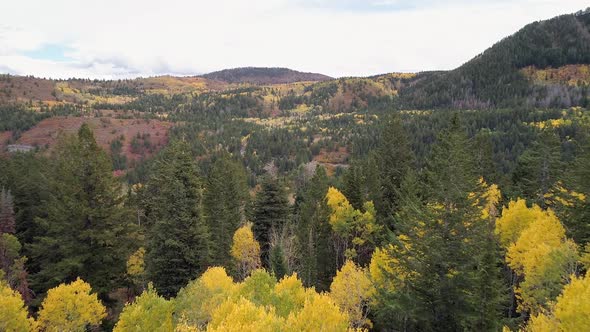 Flying through trees and over forest during Fall colors