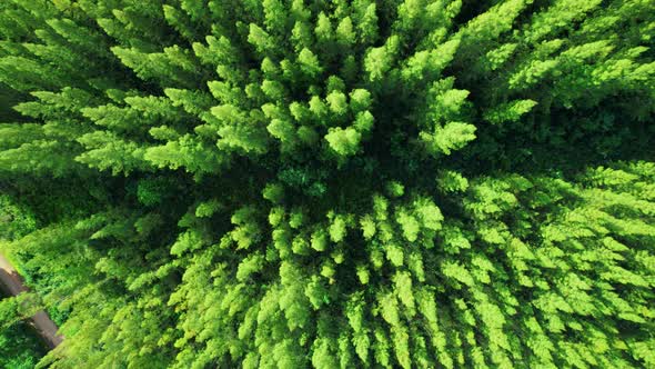 Drone flying over a beautiful pine tree