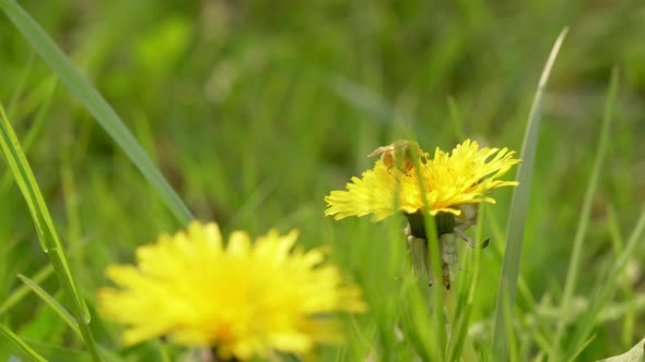 Pollinating Dandelion Flower Footage