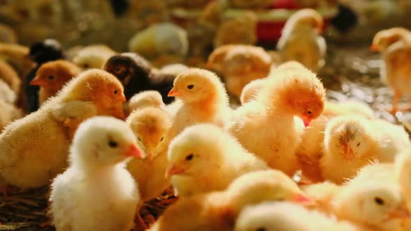 Closeup Small Yellow Chicks Gallus Day Old Poultry Newborn in a Farm Sunshine