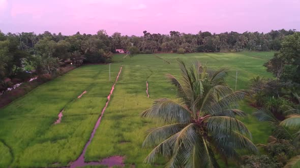 lush green paddy field aerial shot,colorful