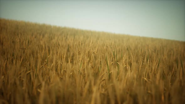 Dark Stormy Clouds Over Wheat Field