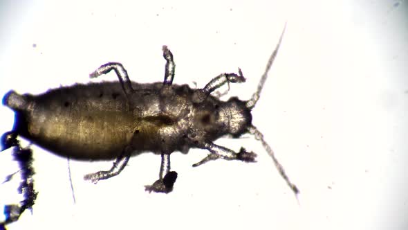 Plant Eater Beetle Crawls Out of Closeup Shot in Microscope