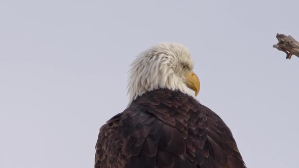 American Bald Eagle looking around over its shoulder