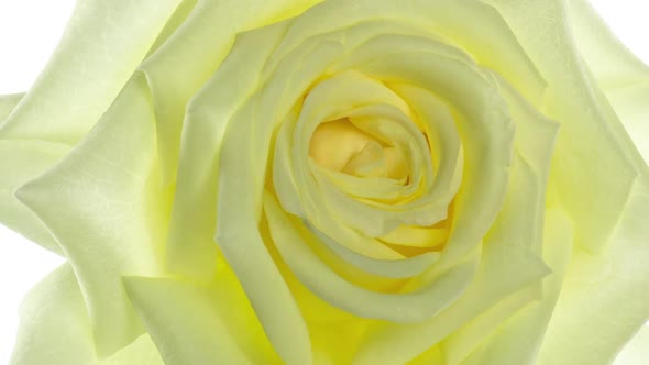 Closeup of Yellow Rose Opening on White Background Time lapseFULL