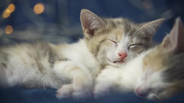 Small Christmas Kittens is Look Around with Christmas Garland on a Light Soft Background