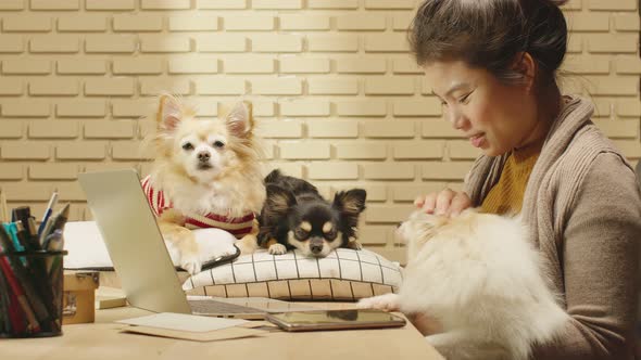 working at home asian female woman working with hand use laptop while cuddle play with lap dog