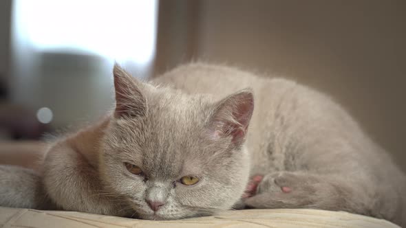 Pedigree Gray Domestic Cat Sleeps on a High Chair in the Apartment