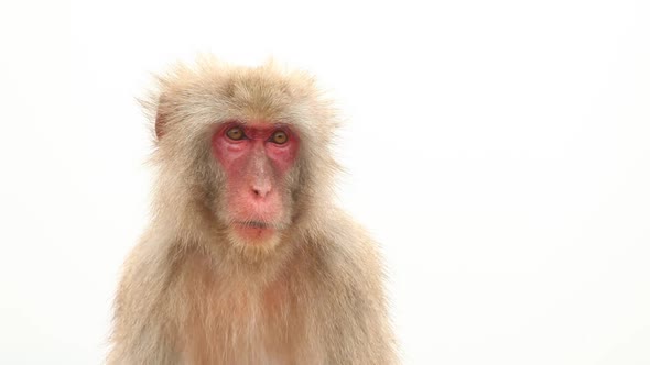 Japanese Macaque In Nature