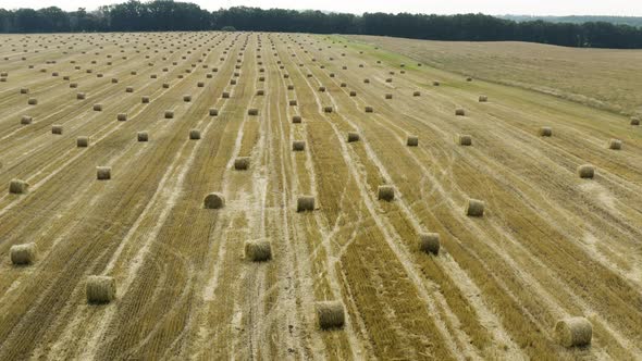 Yellow field with round sheaves of hay. Harvest. 