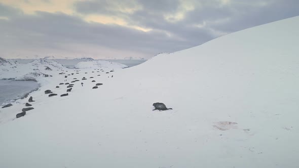 Antarctica Fur Seal Running To Rest Colony Aerial