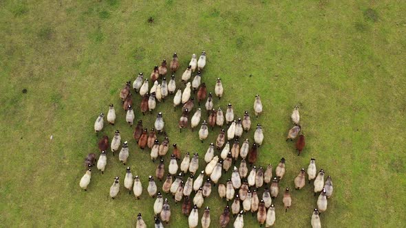 Aerial view of herding sheep in a green valley. Domestic animals feeding in a field. 