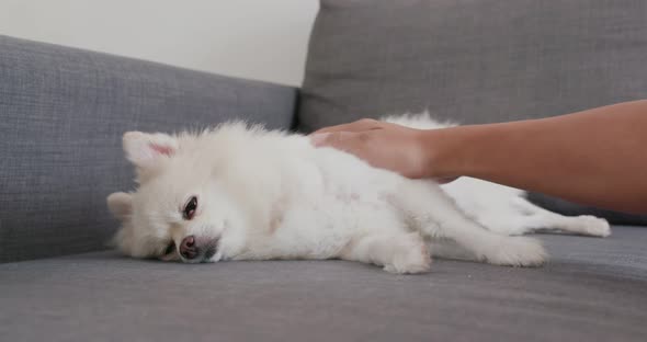 Pomeranian dog sleep on sofa