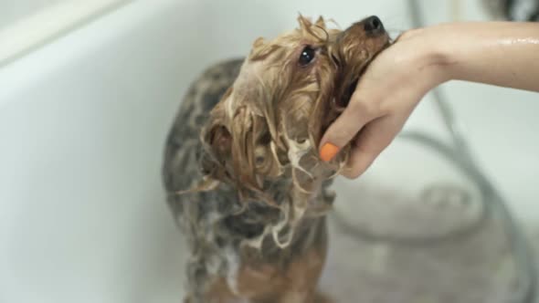 Dog Bathing