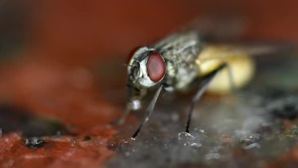 A Housefly (musca domestica) feeding from leftovers on a marble kitchen counter. Close shot, blurred