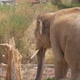 Huge Elephant Going on Its Zoo Territory on a Sunny Day in Summer in Slo-mo - VideoHive Item for Sale