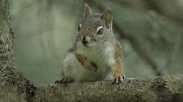 A Gray squirrel rests on a branch and jumps away. Close up.