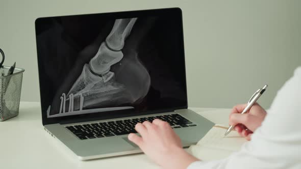 Doctor Veterinarian Examining Horse Leg Skeleton Roentgen on Laptop Monitor