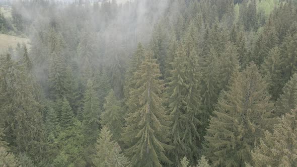 Ukraine, Carpathians: Forest Landscape. Aerial View. Flat, Gray